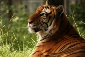 Where To See Bengal Tigers in the Wild