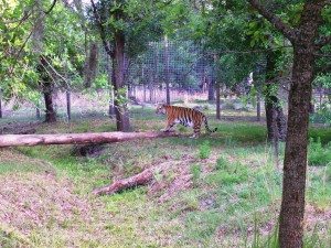Tiger habitat