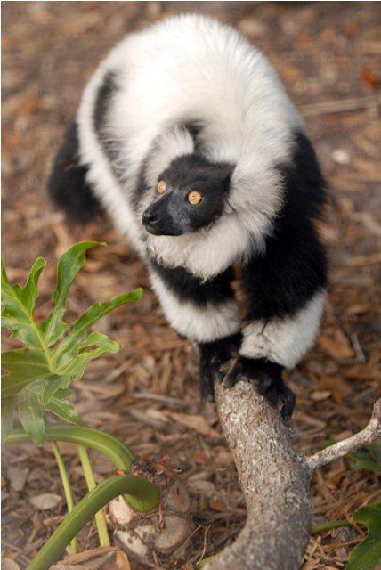 Easter the lemur