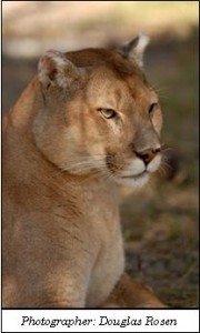 Cougar Mahari