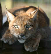 Siberian Lynx Misha