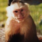 Wendy capuchin monkey