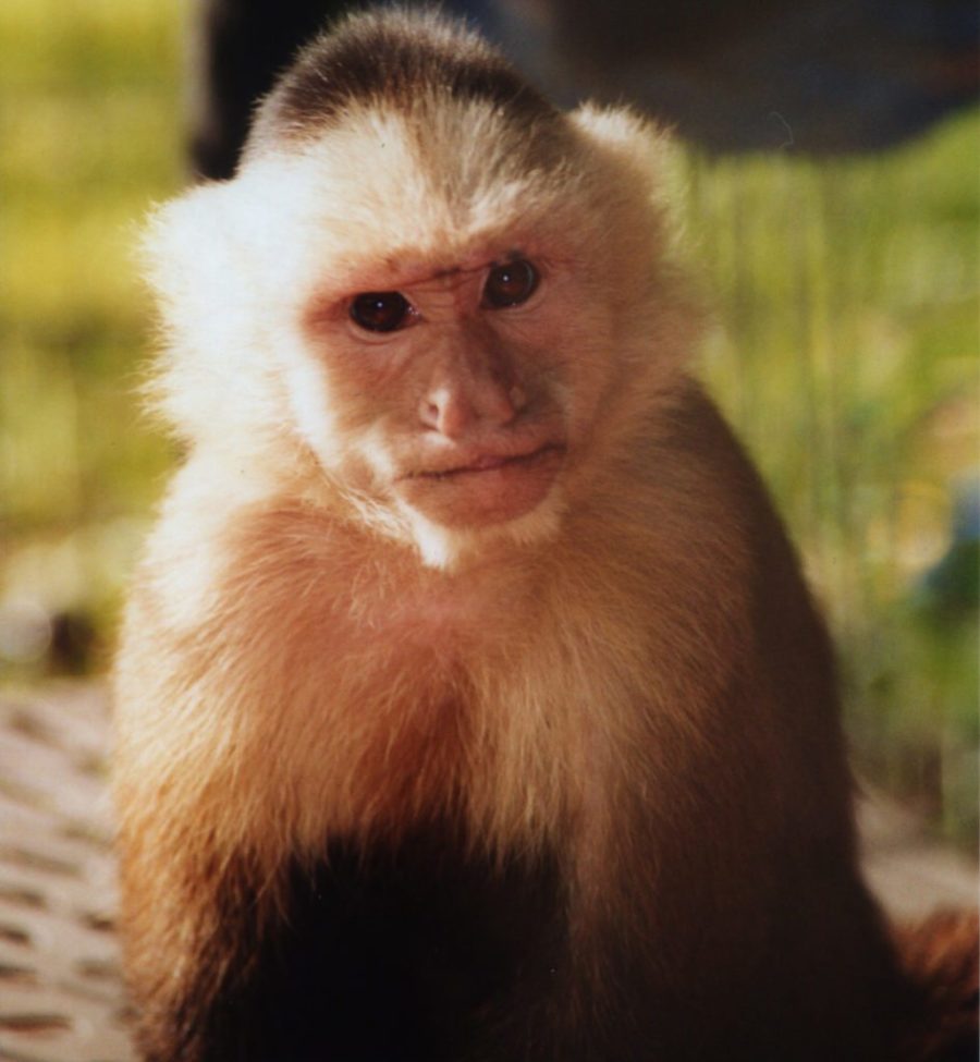 Wendy capuchin monkey