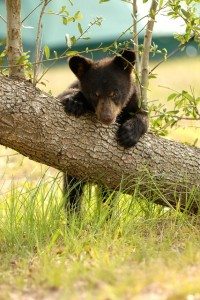 Black Bear, Elizabeth Rose