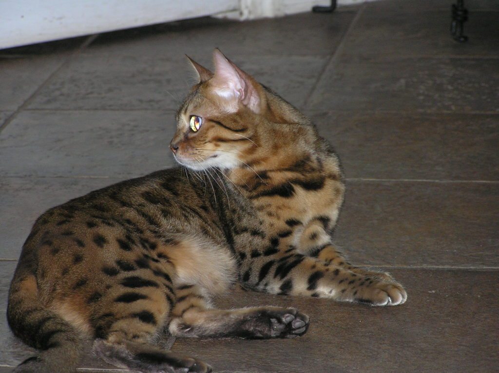 Gir, domestic Bengal cat