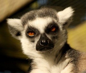 Ringtail lemur - Lucy