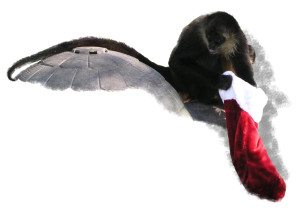Spider monkeys love to receive Christmas stockings too!