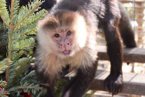 Chico, White faced capuchin