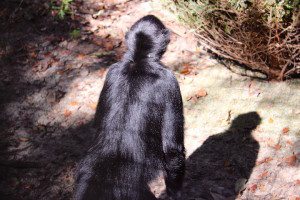 Blackie, Spider monkey