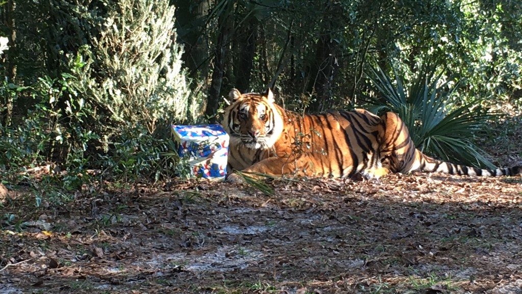 Forest Animal Rescue Assisting with Biggest Big Cat Rescue in . History  – Forest Animal Rescue