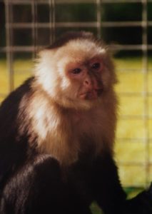 Barry, White faced capuchin