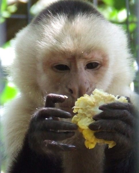 Hadji, White faced capuchin