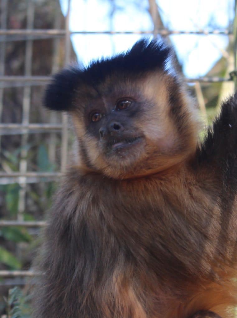 JoJo, Brown capuchin