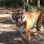 Roy, rescued tiger