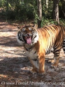 Roy, rescued tiger