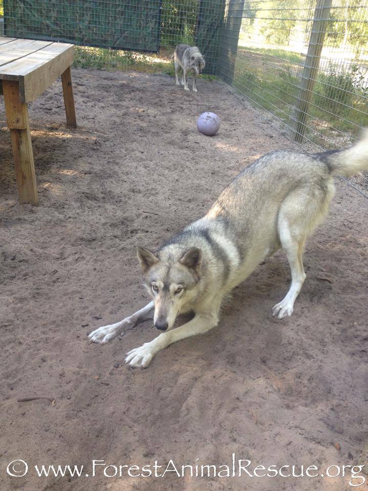 timber wolf hybrid