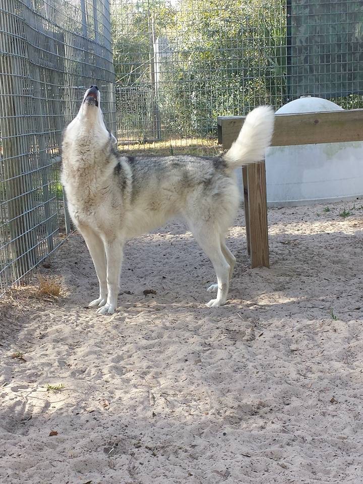 Wolf &amp; Wolf Hybrid Forest Animal Rescue