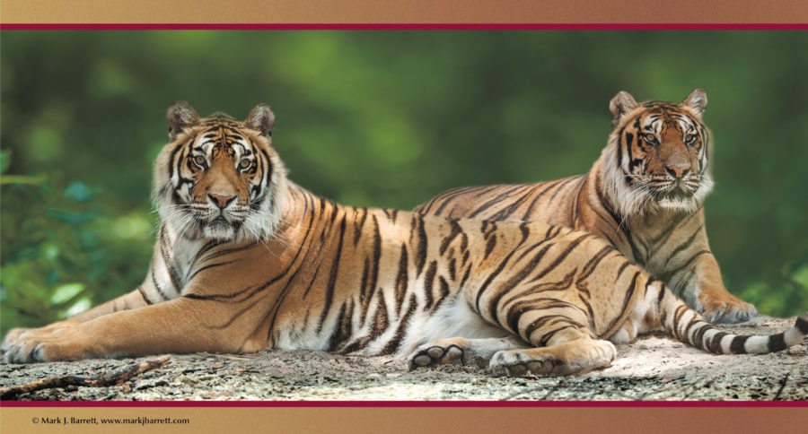 Tigers and African servals Forest Animal Rescue