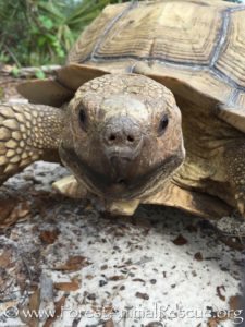 Tori, Sulcata tortoise