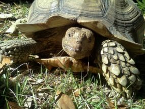 Tori, Sulcata tortoise