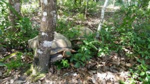 Lincoln & Tori, Sulcata tortoises