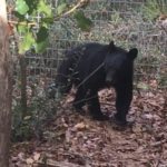 Faye, Florida black bear