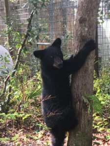 Greta, orphaned bear cub