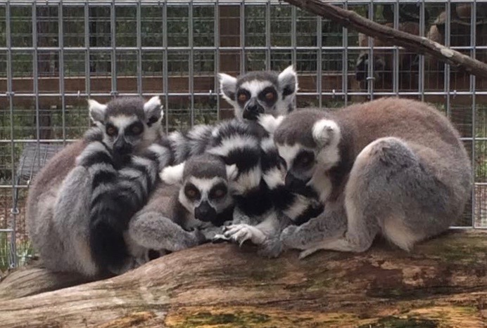 ringtailed-lemurs