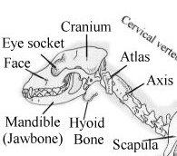 Hyoid-bone-diagram