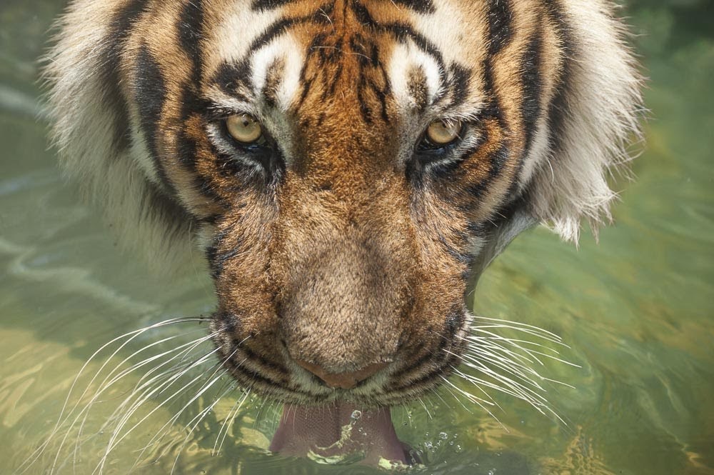 Tony drinking from his pool