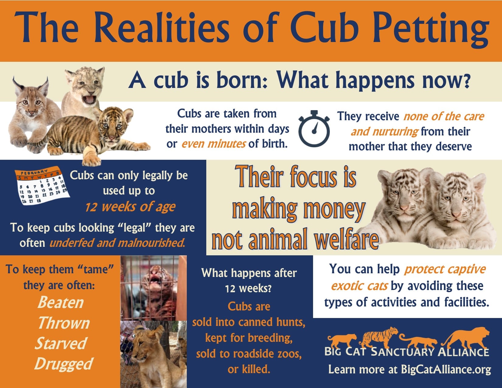 BCSA Cub Petting Infographic