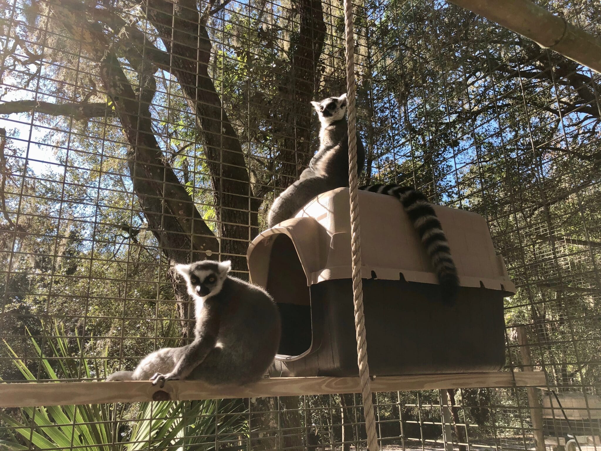 New lemur 1