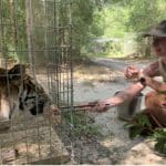 Intern feeding tiger