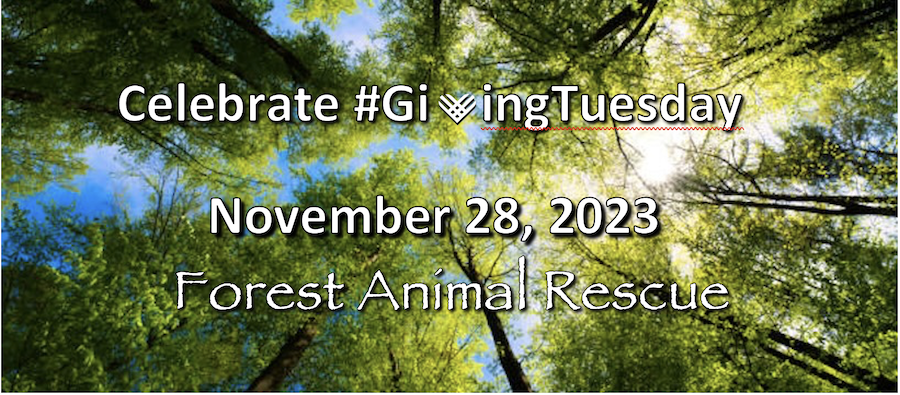 Giving Tuesday forest 2023