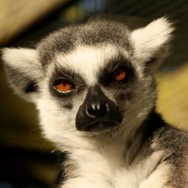 Lucy, Ringtail lemur
